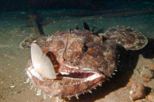 Globoko vodna ribica ali morska chert - zanimiva dejstva